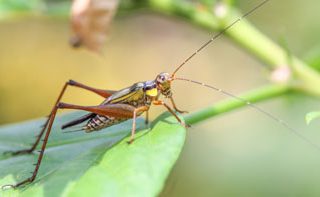 Grasshopper (oqba)